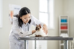 A veterinarian touching a cat on a table