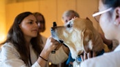 Student veterinarian examines dog patient's eye.
