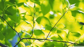Leaves on a tree