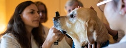 Student veterinarian examines dog patient's eye.