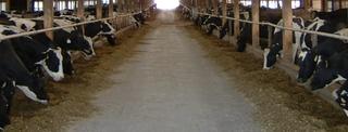 inside dairy barn