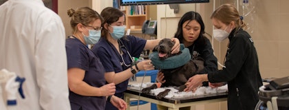 Veterinary Students working in the Hospital.