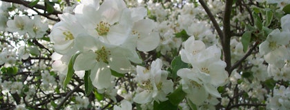 LeBlanc apple blossom background