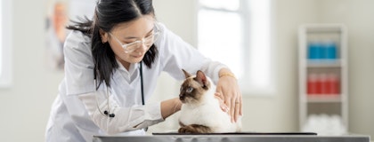 A veterinarian touching a cat on a table