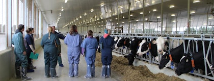 Group of veterinarians in front of cows