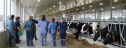 Group of veterinarians in front of cows