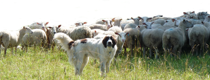 Dog with sheep