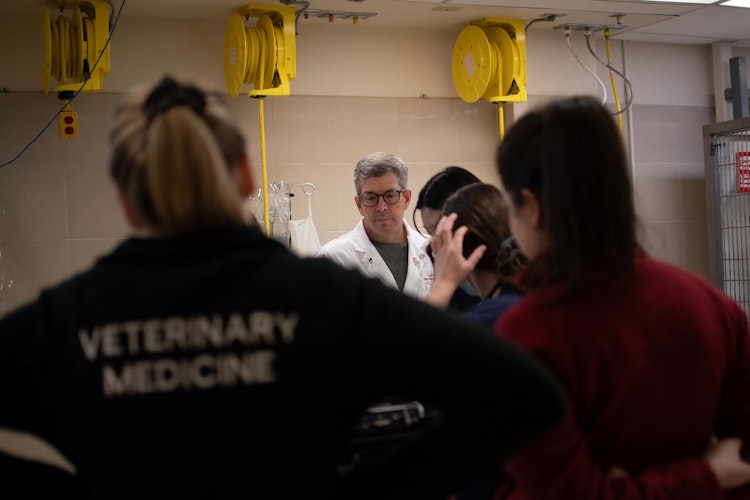 Veterinary Students watching intently as Professor Demonstrates. 