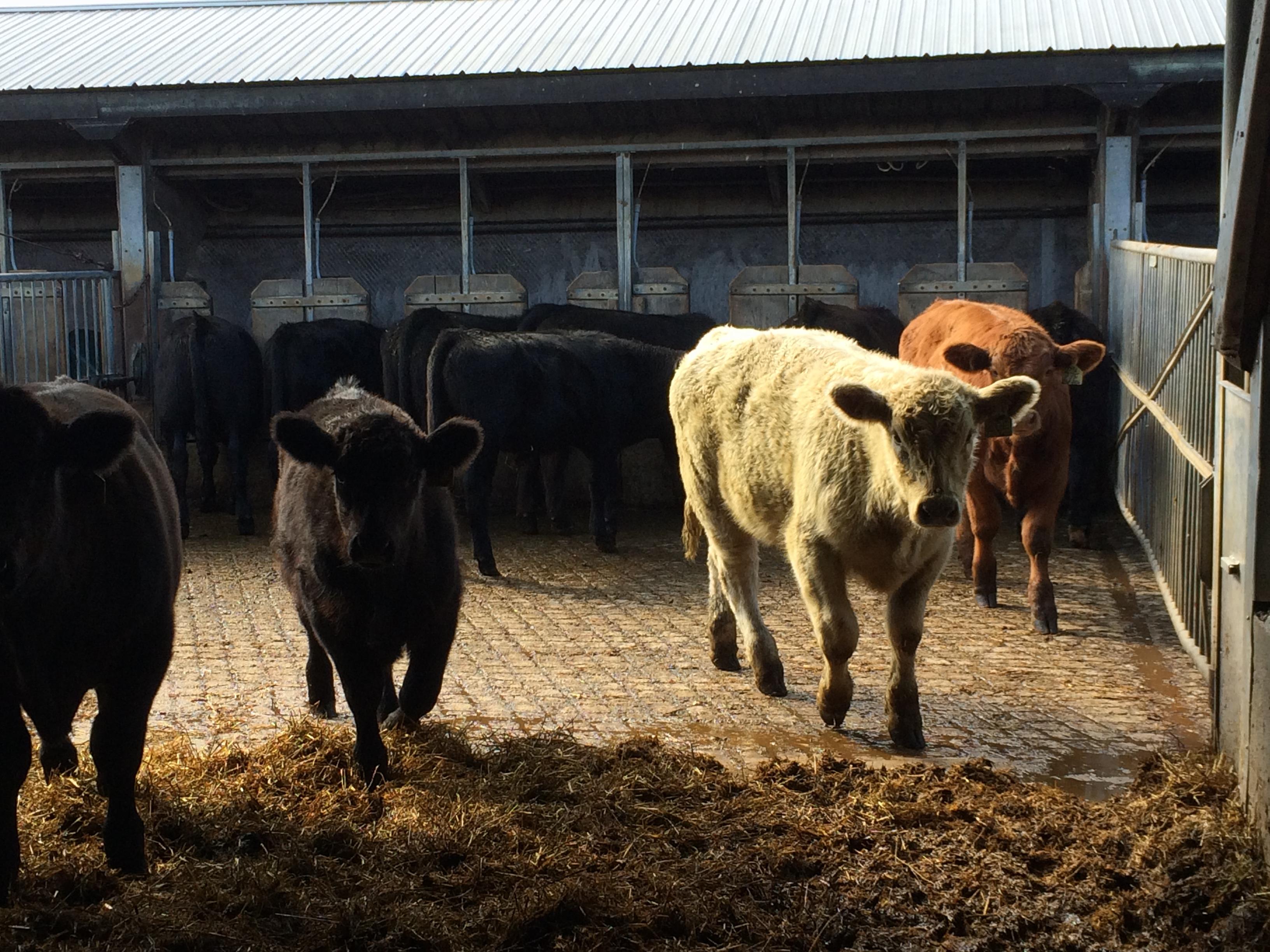 Calfs in stable