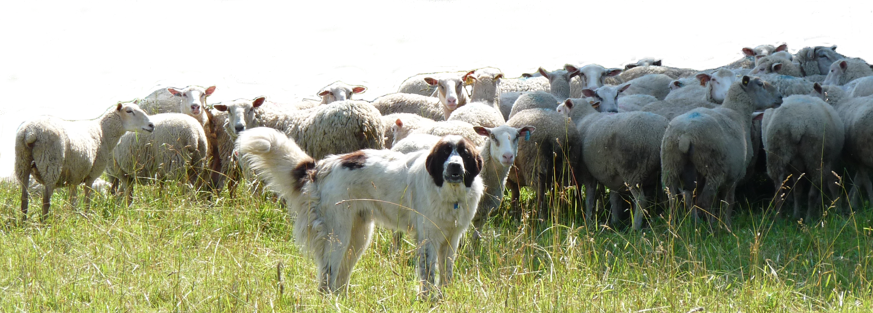 Dog with sheep