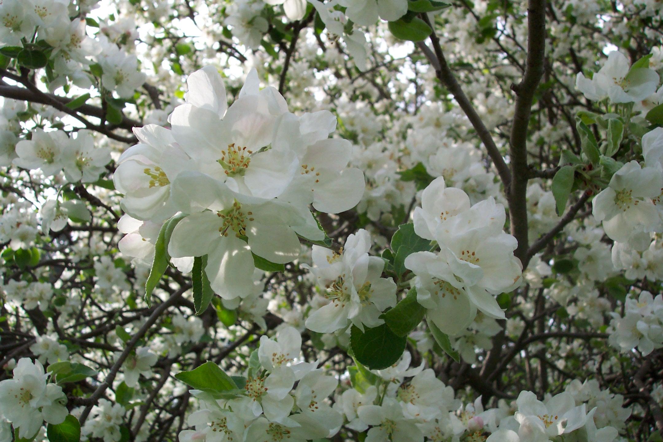 LeBlanc apple blossom background