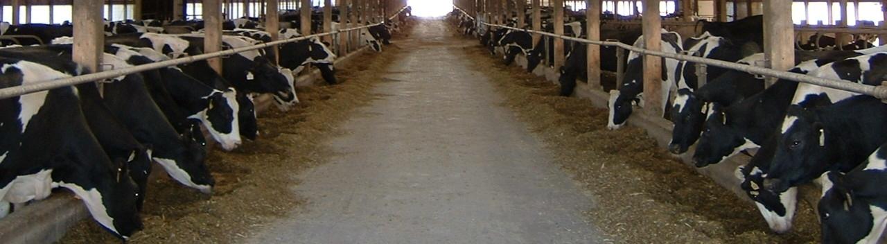 inside dairy barn