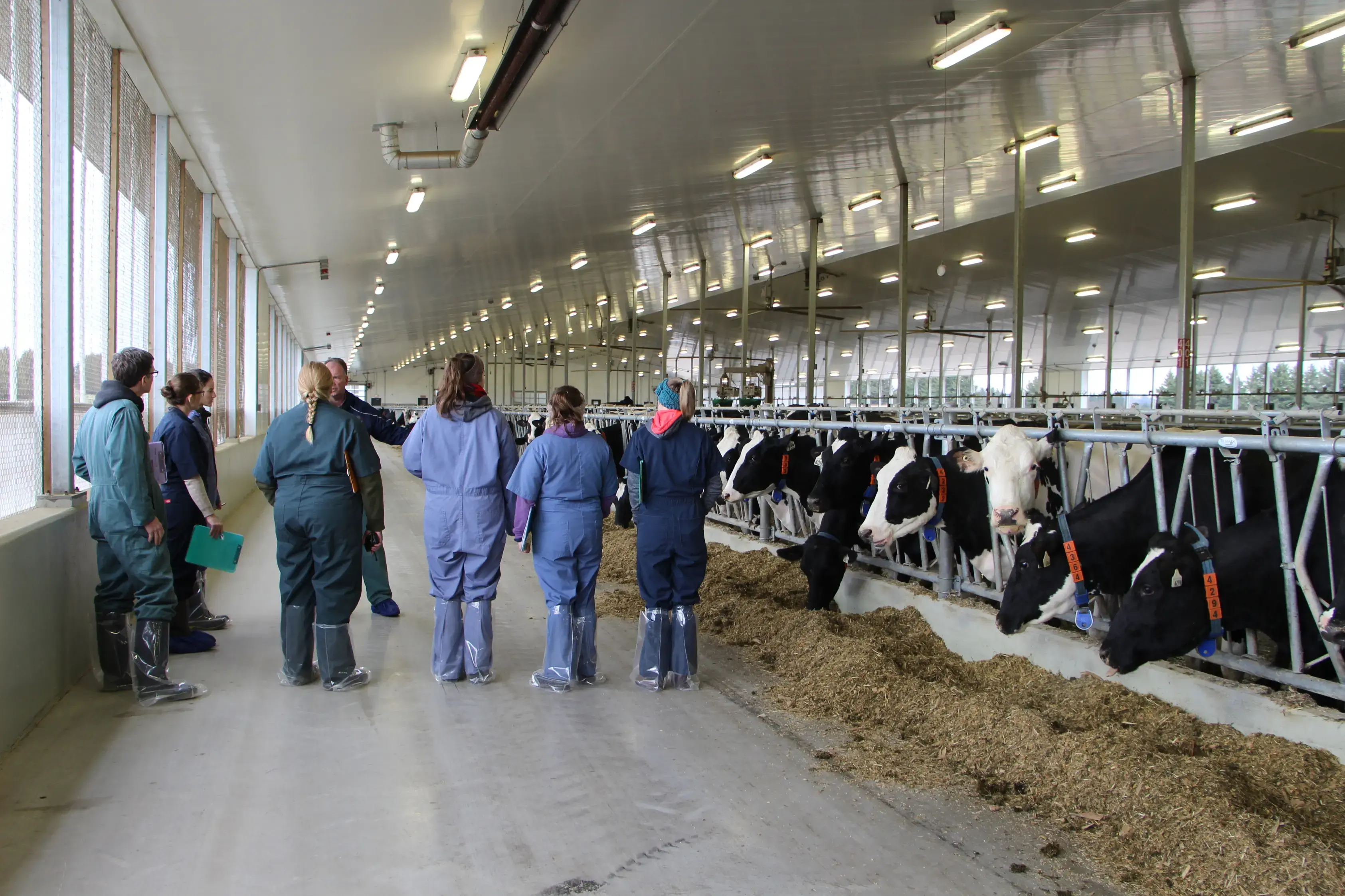 Group of veterinarians in front of cows