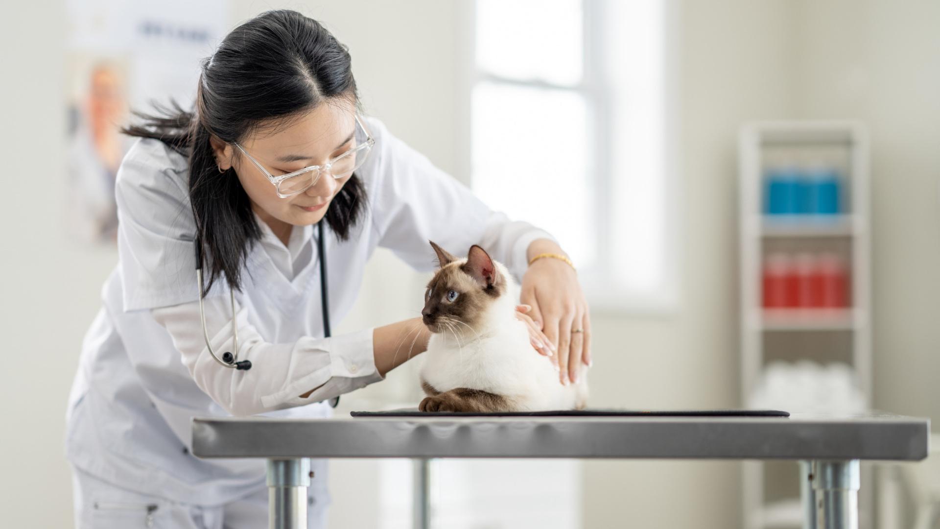 A veterinarian wearing a white lab coat examines a siamese cat on a stainless steel exam table in a veterinary office