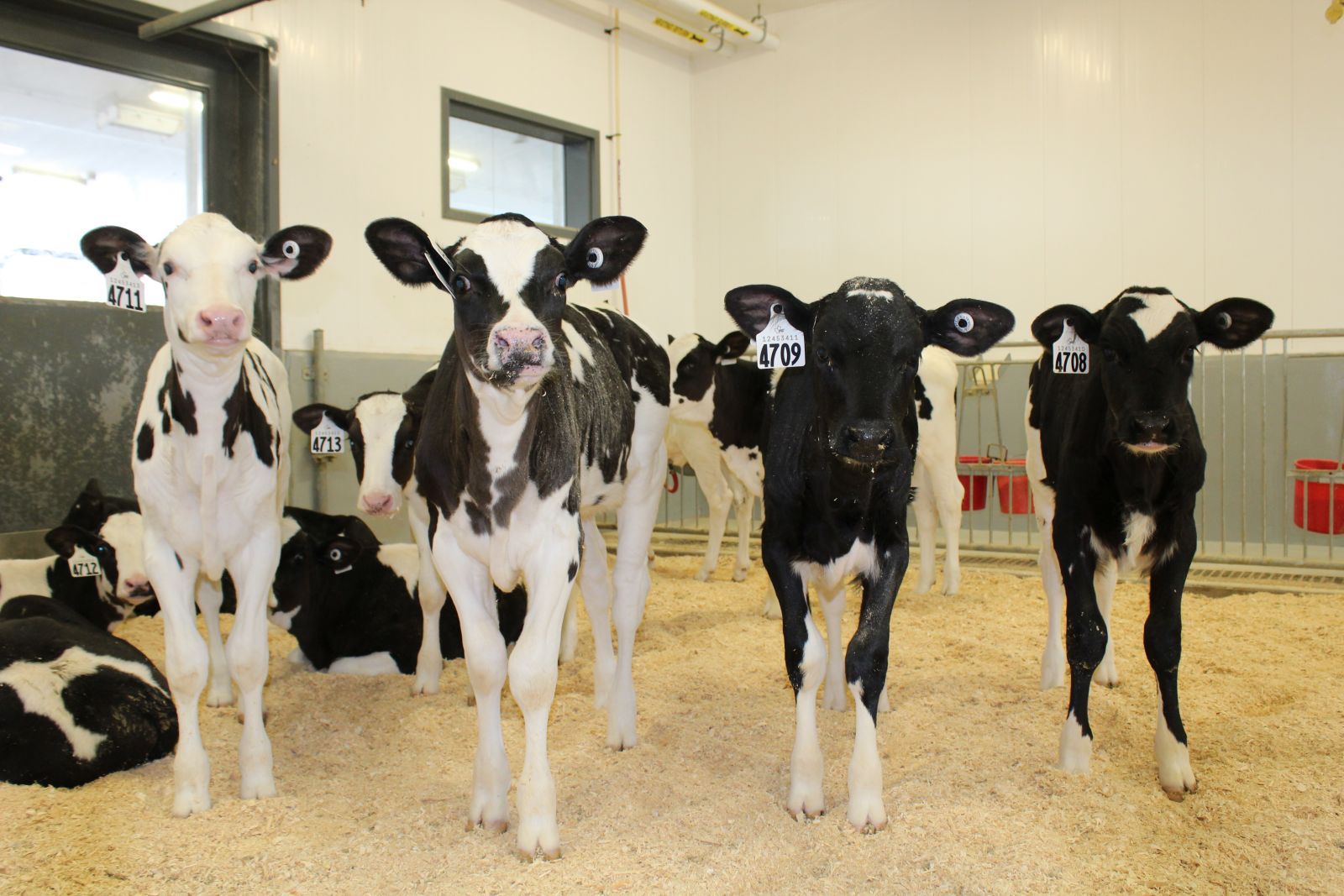 Dairy holstein calves 