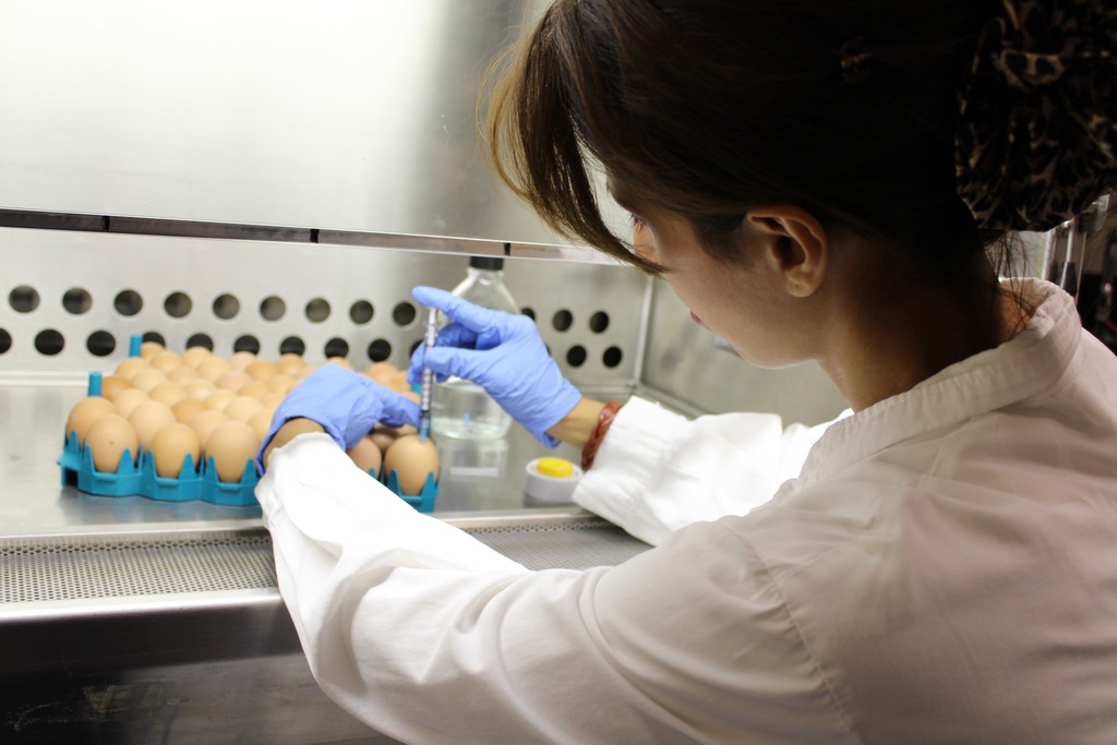 Researcher in Dr. Shayan Sharif’s lab injecting a compound into an embryonated egg as part of a project aimed at enhancing gut health in newly-hatched chicks