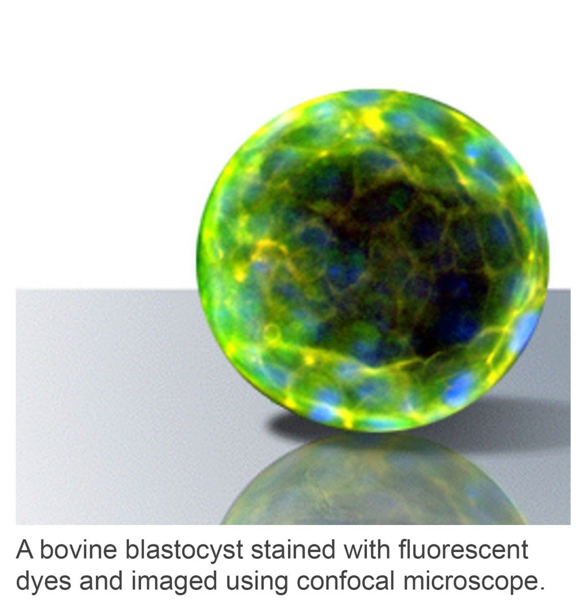 A bovine blastocyst stained with fluorescent dyes and imaged using confocal microscope.