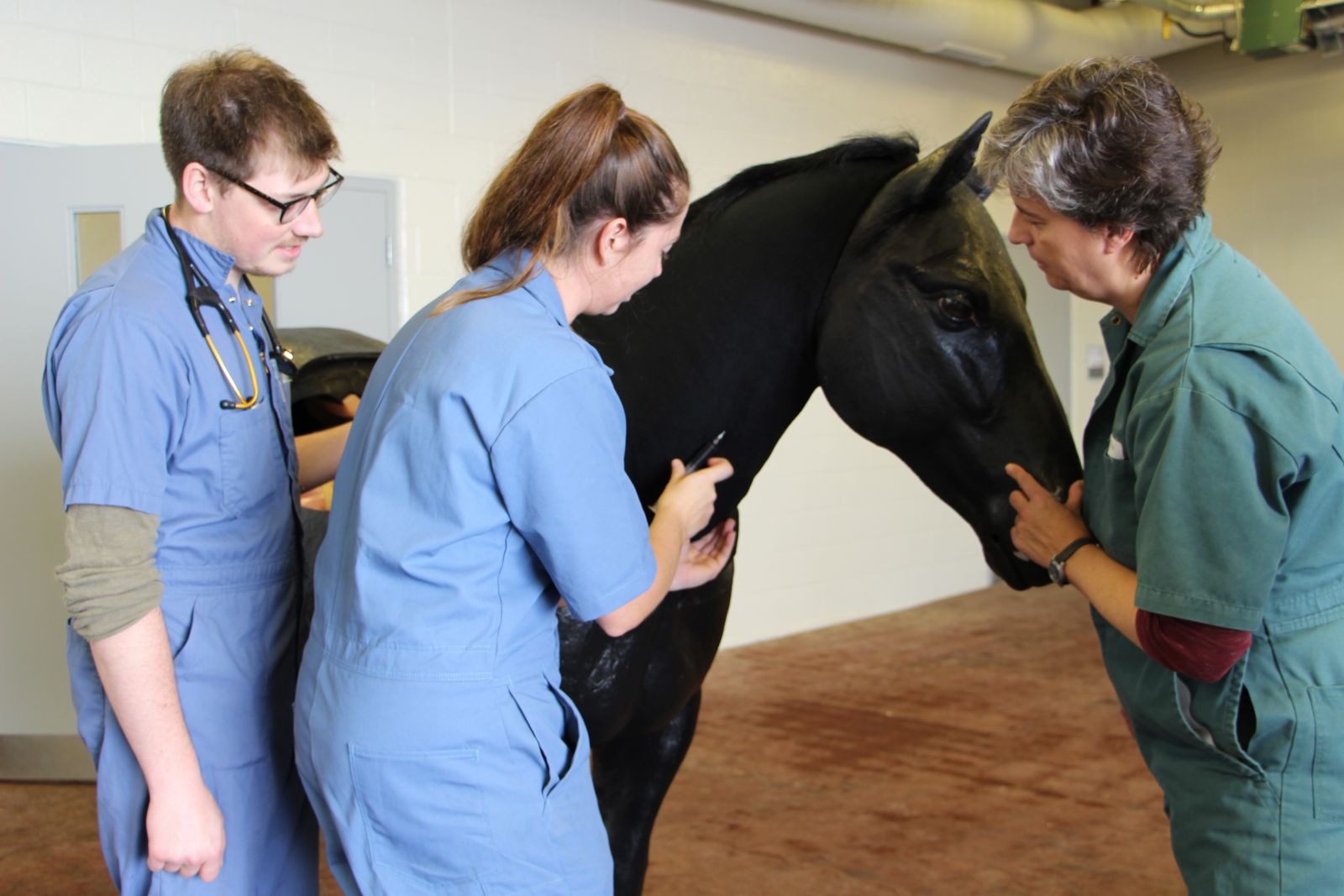 Ontario Veterinary College DVM students work with a new high-tech horse model