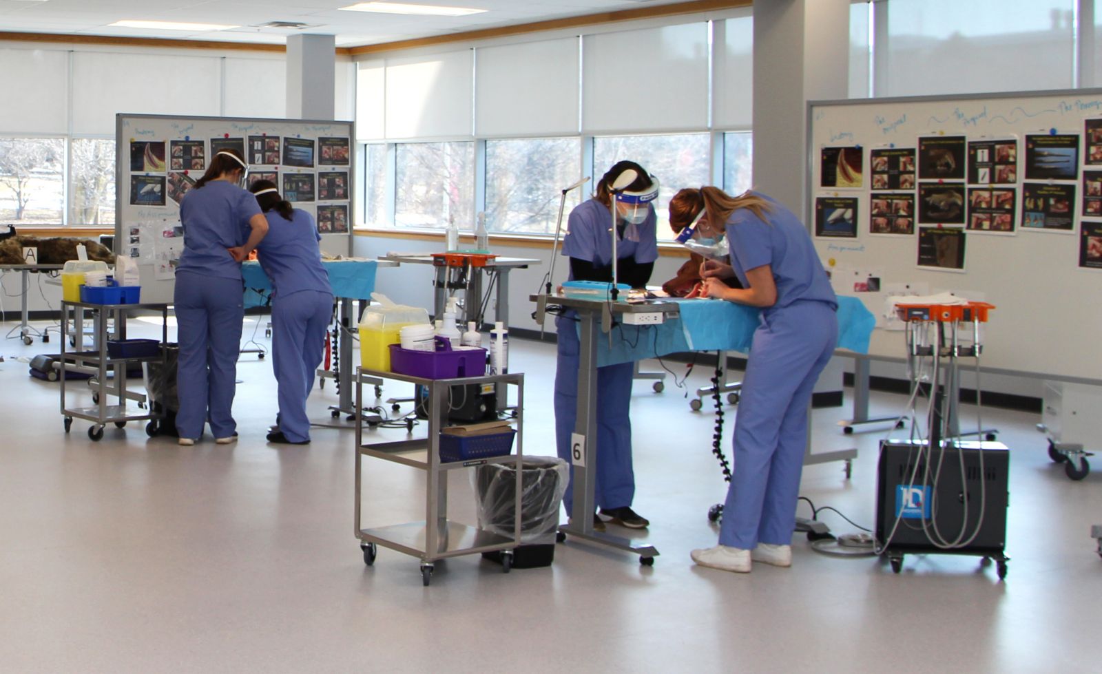 OVC student veterinarians work with high-fidelity models to learn dentistry skills