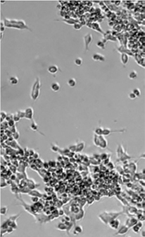 Brightfield micrographs of SH-SY5Y cells