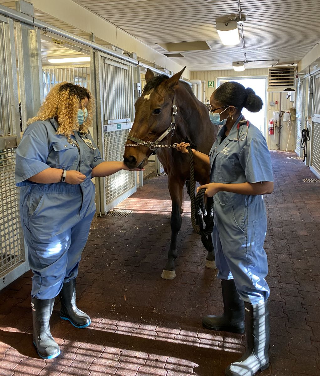 OVC student veterinarians with a horse.