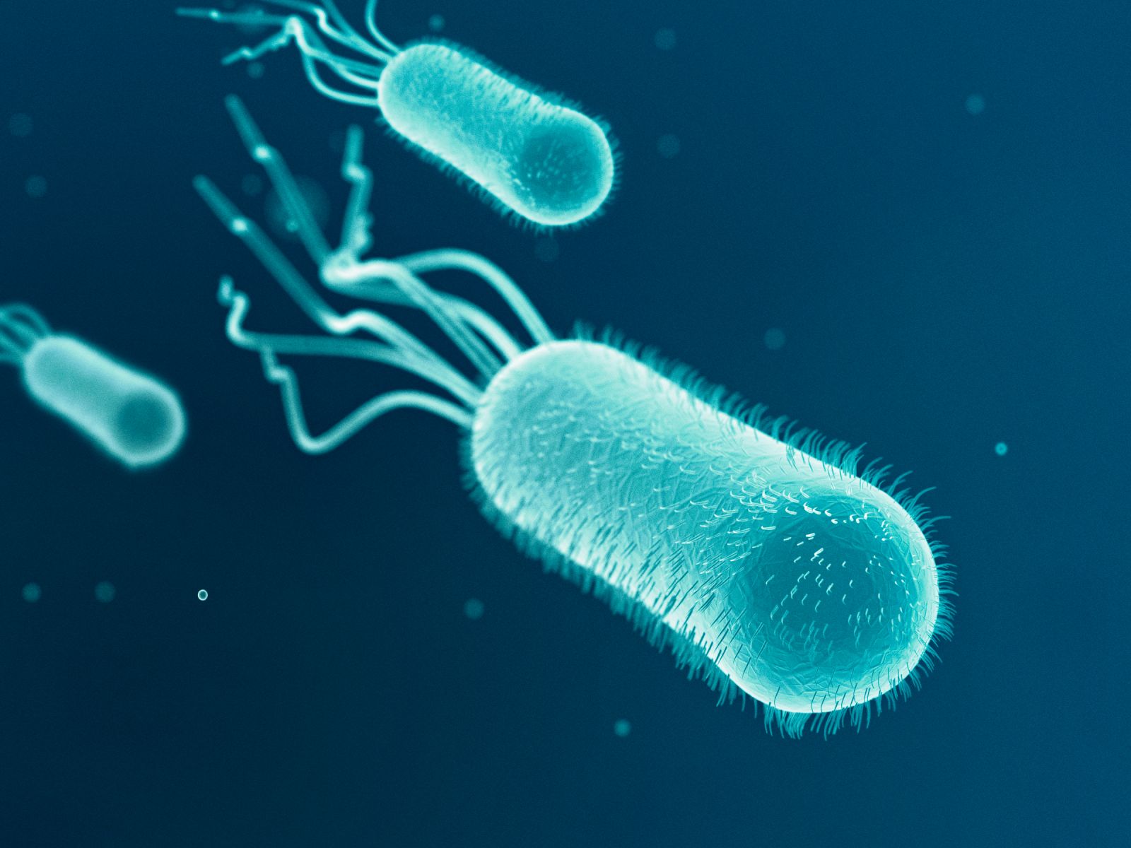 Escherichia coli, also known as E. coli (iStock_Credit_luismmolina)