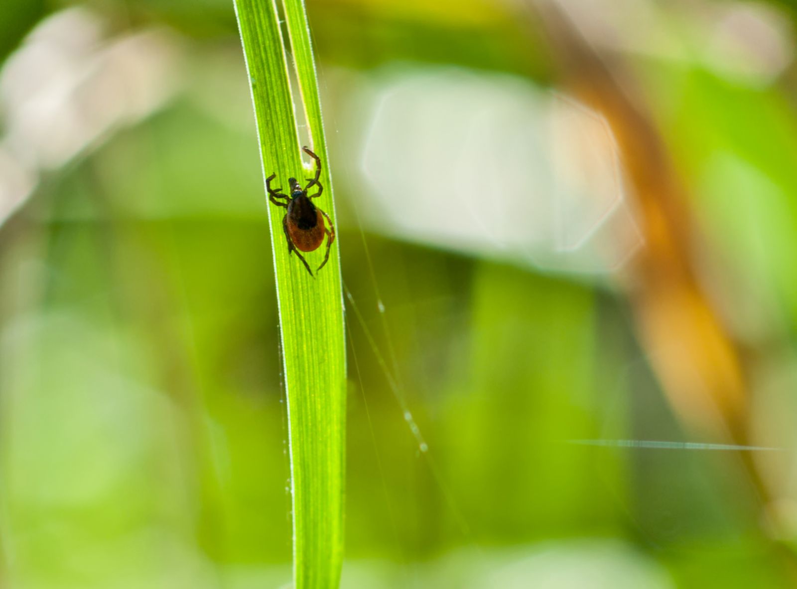 Photo of a tick on a blade of grass (IStock credit _Kerrick)