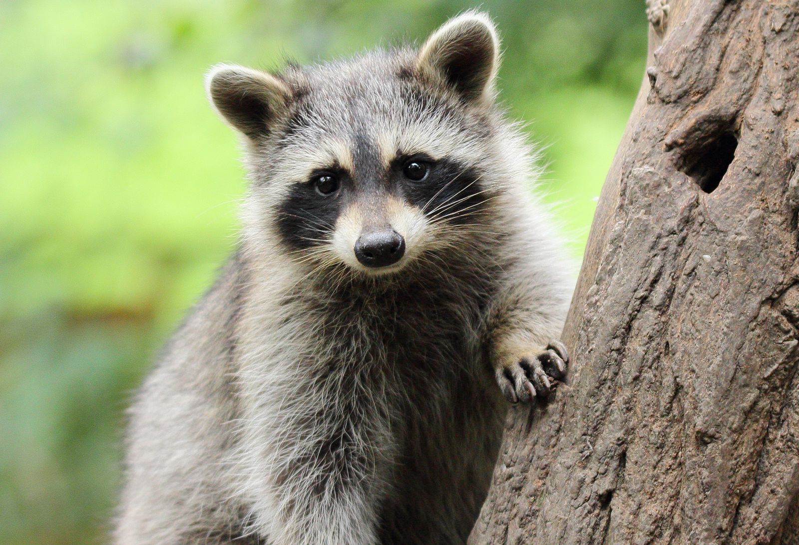 Photo of raccoon in tree