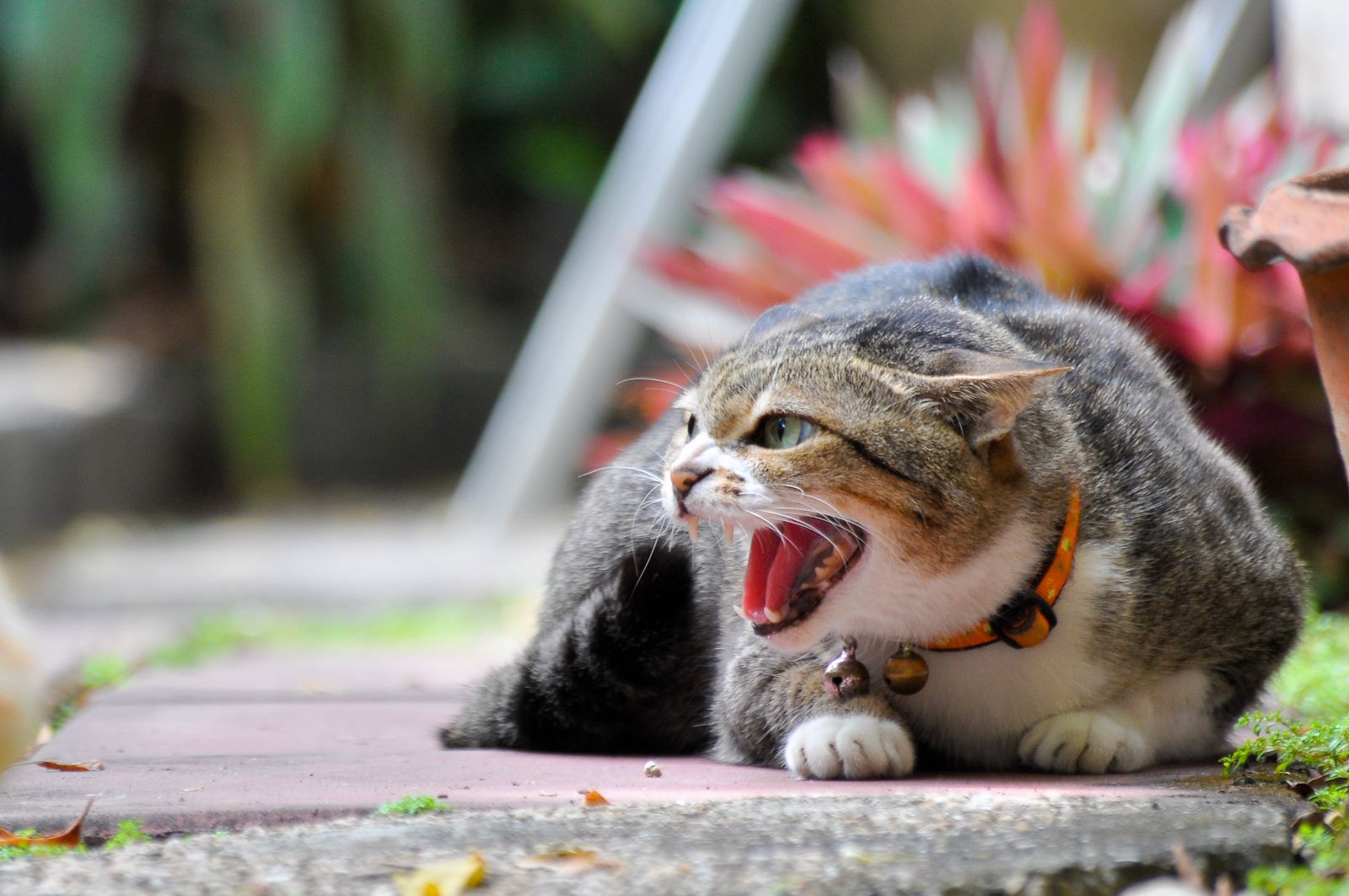 Photo of cat hissing (IStock credit_GluePromsiri)