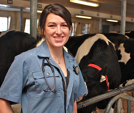 A typical day in bovine practice | Ontario Veterinary College | University  of Guelph